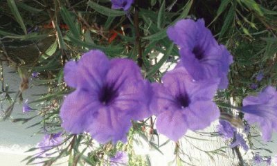 flores de los cabos