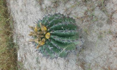 captus de los jardines de mexico.