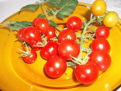 פאזל של tomates