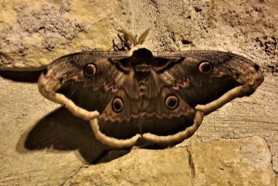 Papillon de nuit - Saint just Luzac