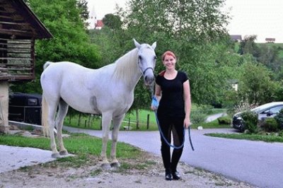 Lipizzaner |  Slovenia | Tea StiploÅ¡ek jigsaw puzzle