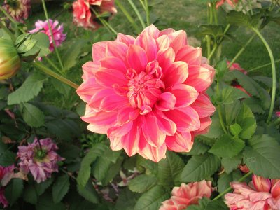 Salmon pink dahlia, Varanasi, India