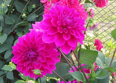 Hot pink dahlias, Varanasi, India jigsaw puzzle