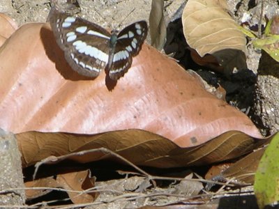 Butterfly on leaf, Kanha, India