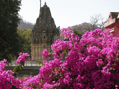 Pink bougainvillea and temple, India