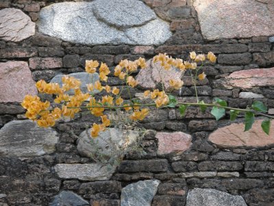 פאזל של Pale orange bougainvillea against wall, India