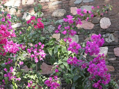 Bougainvillea against wall, India