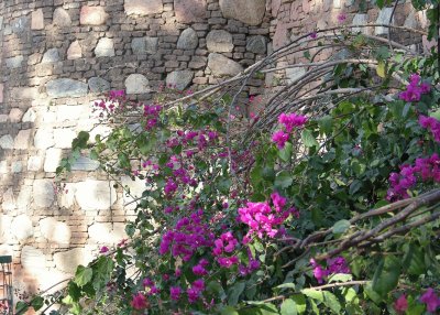 Bougainvillea and sun on wall, India jigsaw puzzle