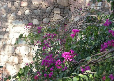 פאזל של Bougainvillea and sun on wall, India