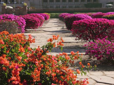 Bougainvilleas at the palace, Jodhpur, India