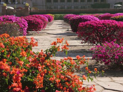 Bougainvilleas at the palace, Jodhpur, India jigsaw puzzle