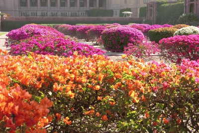 Orange and pink bougainvilleas, Jodhpur, India jigsaw puzzle