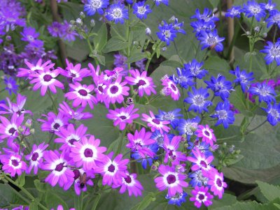 Purple African daisies, Udaipur, India jigsaw puzzle