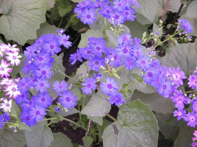 Blue African daisies, Udaipur, India