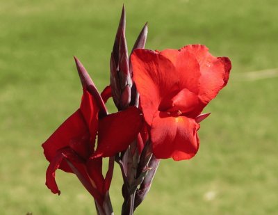 Red amaryllis, Udaipur, India jigsaw puzzle