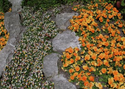 Orange and yellow flower beds, Gotland