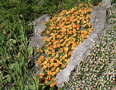 Orange and pale flower beds, Gotland