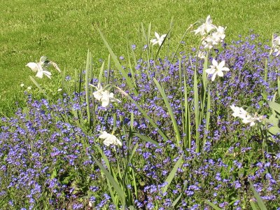Blue and white flowers, Visby, Gotland jigsaw puzzle