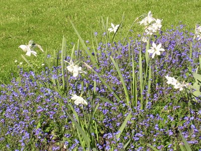 פאזל של Blue and white flowers, Visby, Gotland