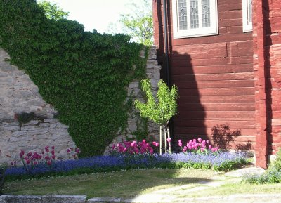 Ivy, pink tulips, blue flowers, red wall, Gotland jigsaw puzzle