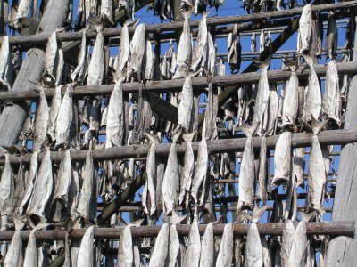 Fish drying, Lofoten, Norway jigsaw puzzle