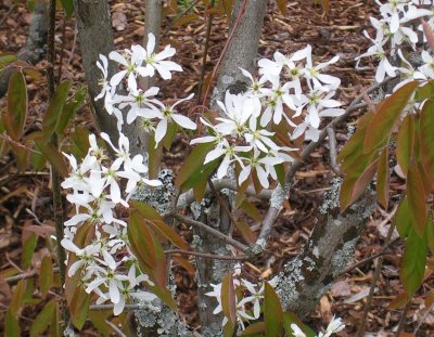 White blossoms, FlÃ¥m, Norway jigsaw puzzle