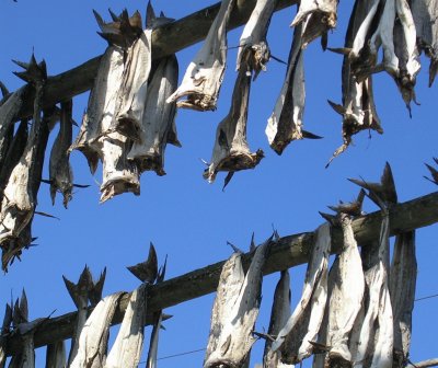 Drying fish2, Lofoten, Norway