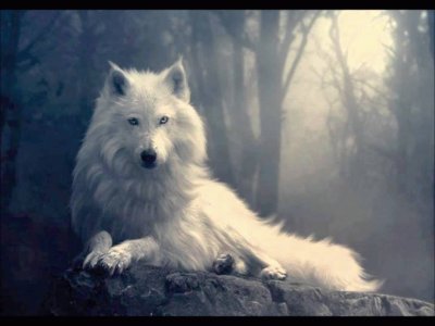 lobo imagen