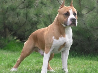 פאזל של american staffordshire