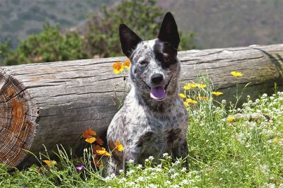 פאזל של australian cattledog