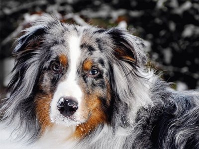 australian shepherd jigsaw puzzle