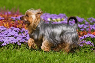 פאזל של silky terrier