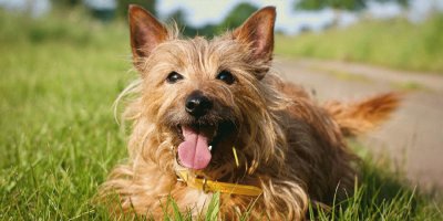 austalian terrier jigsaw puzzle