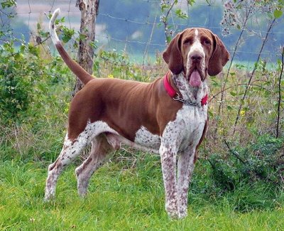 bracco italiano jigsaw puzzle