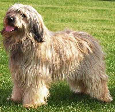 cane da pastore catalano
