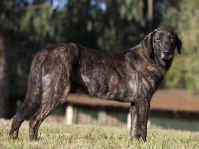 cane de castro laboreiro