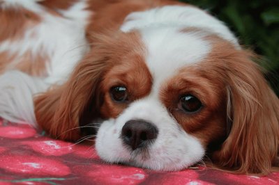 פאזל של cavalier king