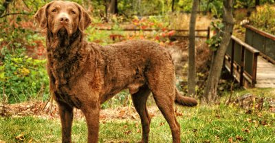 פאזל של chesapeake bay retriver