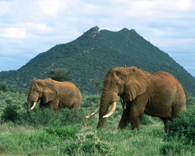 ANIMALES