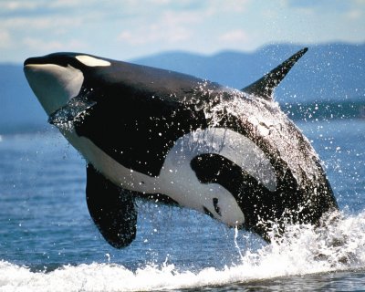 ANIMALES