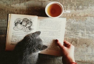 book, tea, kitty