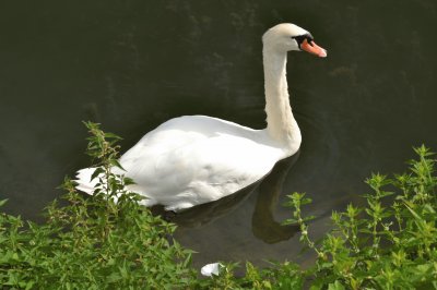 cygne jigsaw puzzle