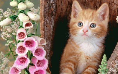 ANIMALES