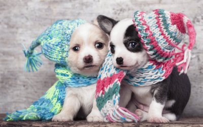 ANIMALES