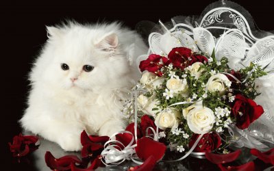 ANIMALES