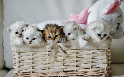 ANIMALES