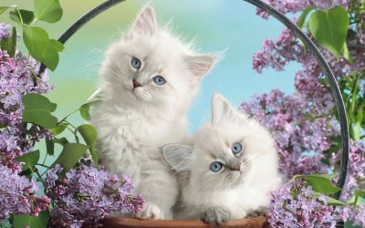 ANIMALES