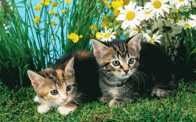 ANIMALES