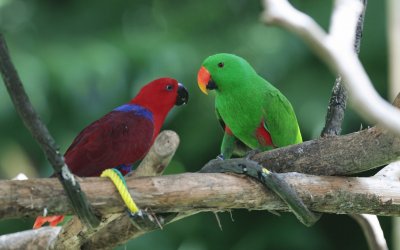 ANIMALES