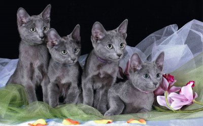 ANIMALES